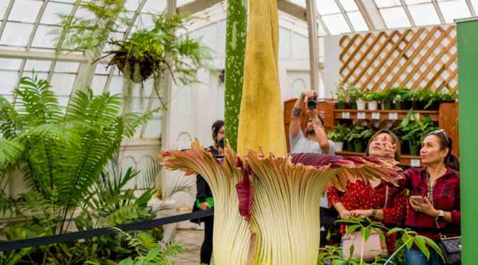 TITAN ARUM — BOB PRICHARD