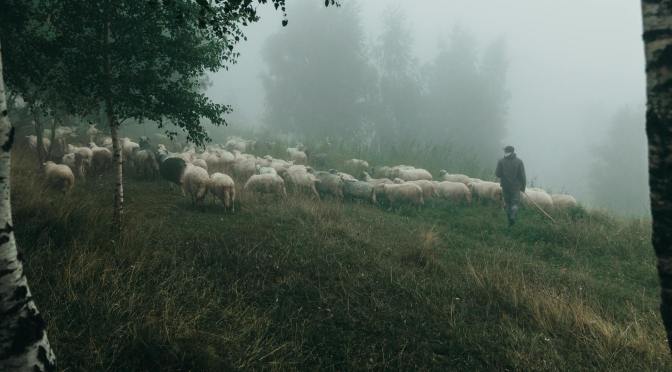 SHEPHERDS — BOB PRICHARD