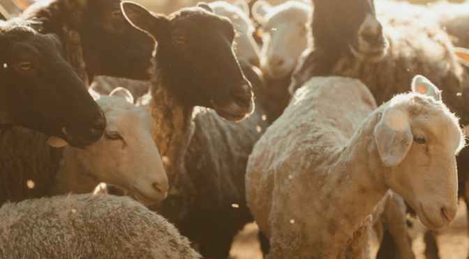 WHO ARE THE “OTHER SHEEP” OF JOHN 10:16?  — BOB PRICHARD